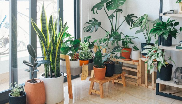 Natureza em Casa Dicas para uma Decoração com Plantas.