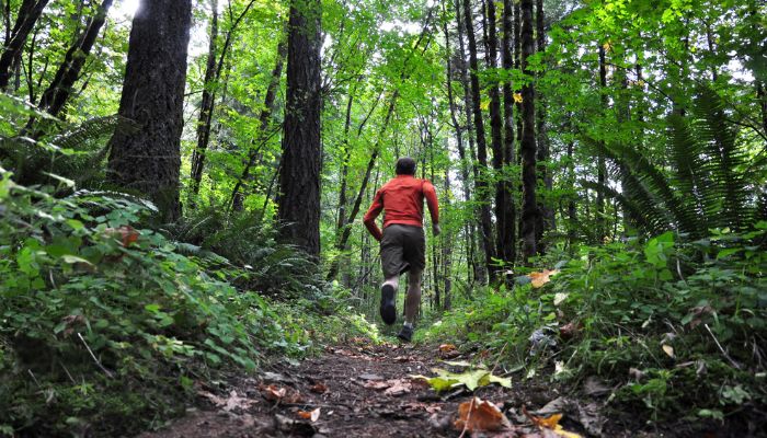 Ecoturismo no Brasil Aventuras pela Exuberante Natureza Tropical