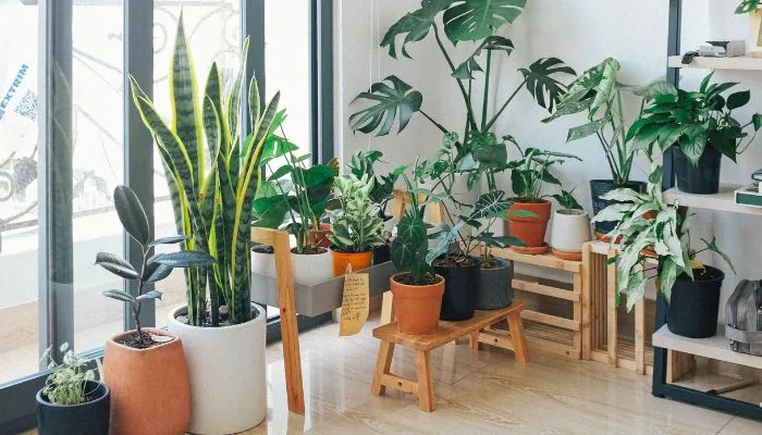 Imagem editorial: Natureza em Casa: Dicas para uma Decoração com Plantas.